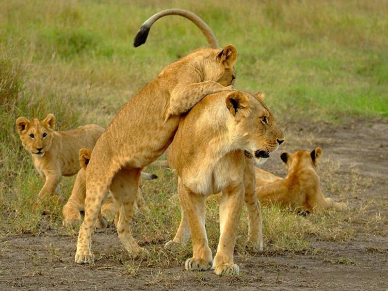 Africa Nature Animals (37)